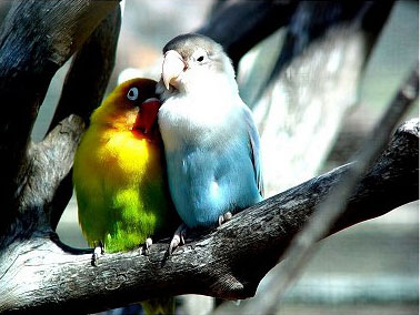 Casela Bird Park Mauritius